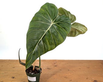 Philodendron Gloriosum x Maximum EXACT Plant (Variegated Options)