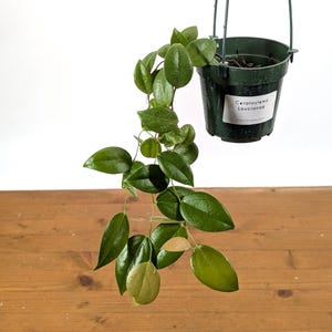 Ceratostema Loucianae &#39;Villosa&#39; An Ecuadorian Pendulous Epiphytic Shrub - 4 Inch Pots