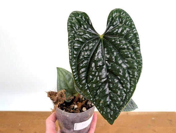 Anthurium Luxurians - Extra Large Size 4 Inch Pot or 6 Inch Pot
