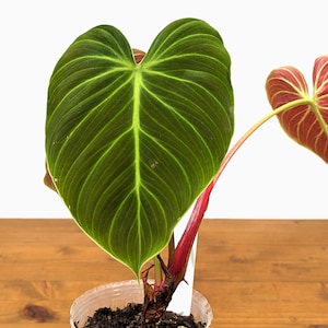 El Choco Red Philodendron rubrijuvenile - 4 inch pot