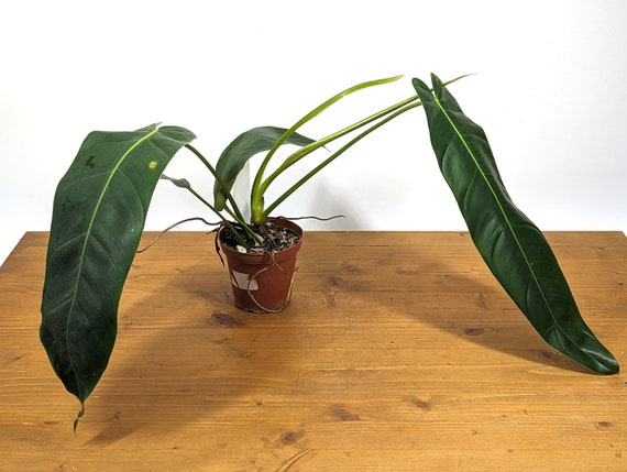 132 Amazon Spirit フィロデンドロン philodendoron Philodendron