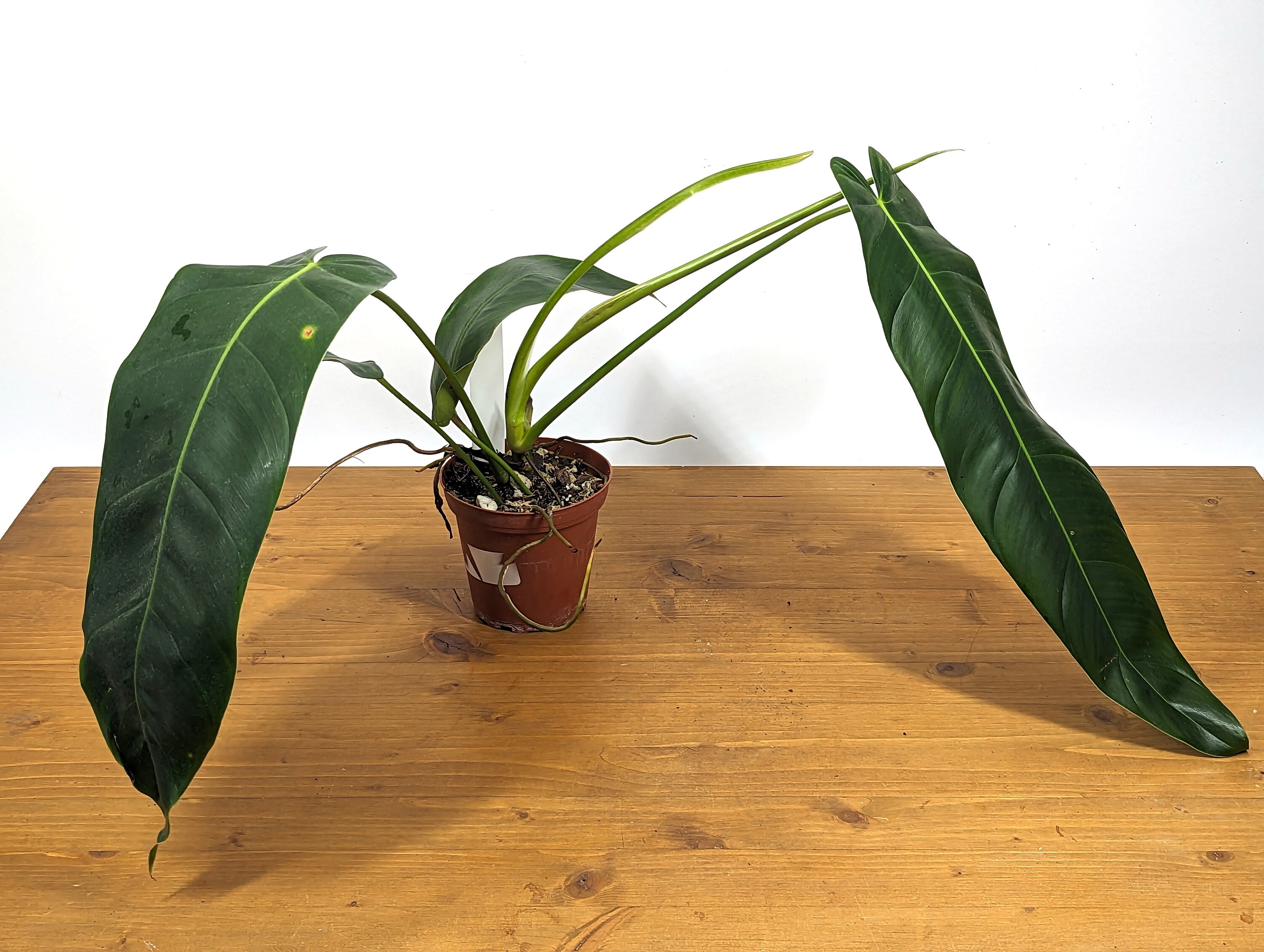 132 Amazon Spirit フィロデンドロン philodendoron Philodendron