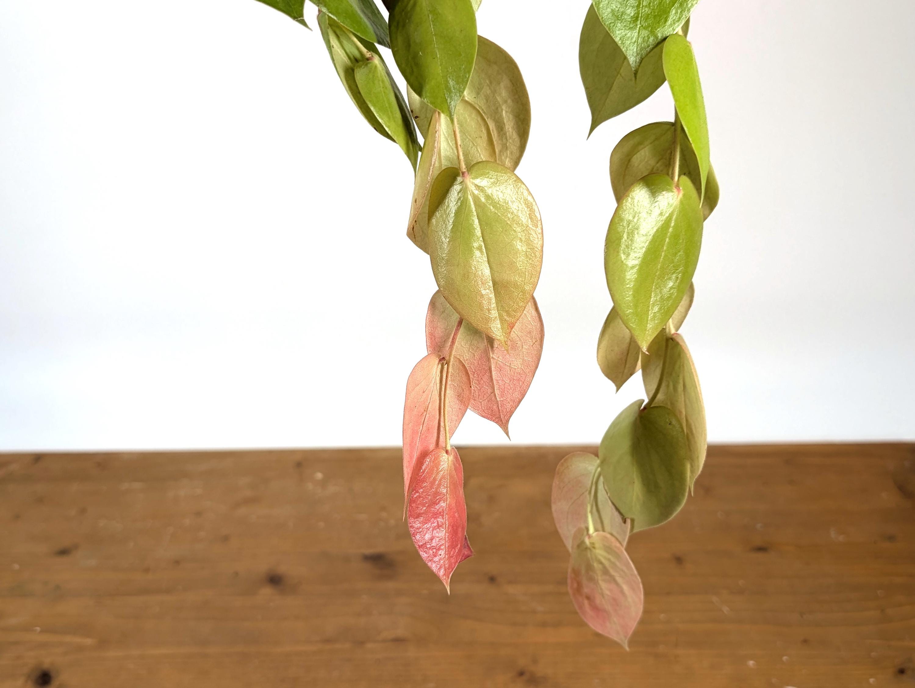 Ceratostema ingridportillae 3 芽が多め。 ✨ We are pleased to announce Ceratostema ingridportillae, a new