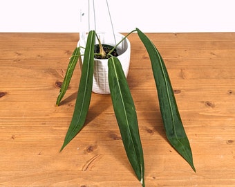 Anthurium Pallidiflorum Pendant Strap Leaves- 4 inch pot Live House Plant Similar to A. wendlingeri and A. pendens
