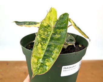 Philodendron Billietiae Variegated - 4 inch and 6 inch Pots