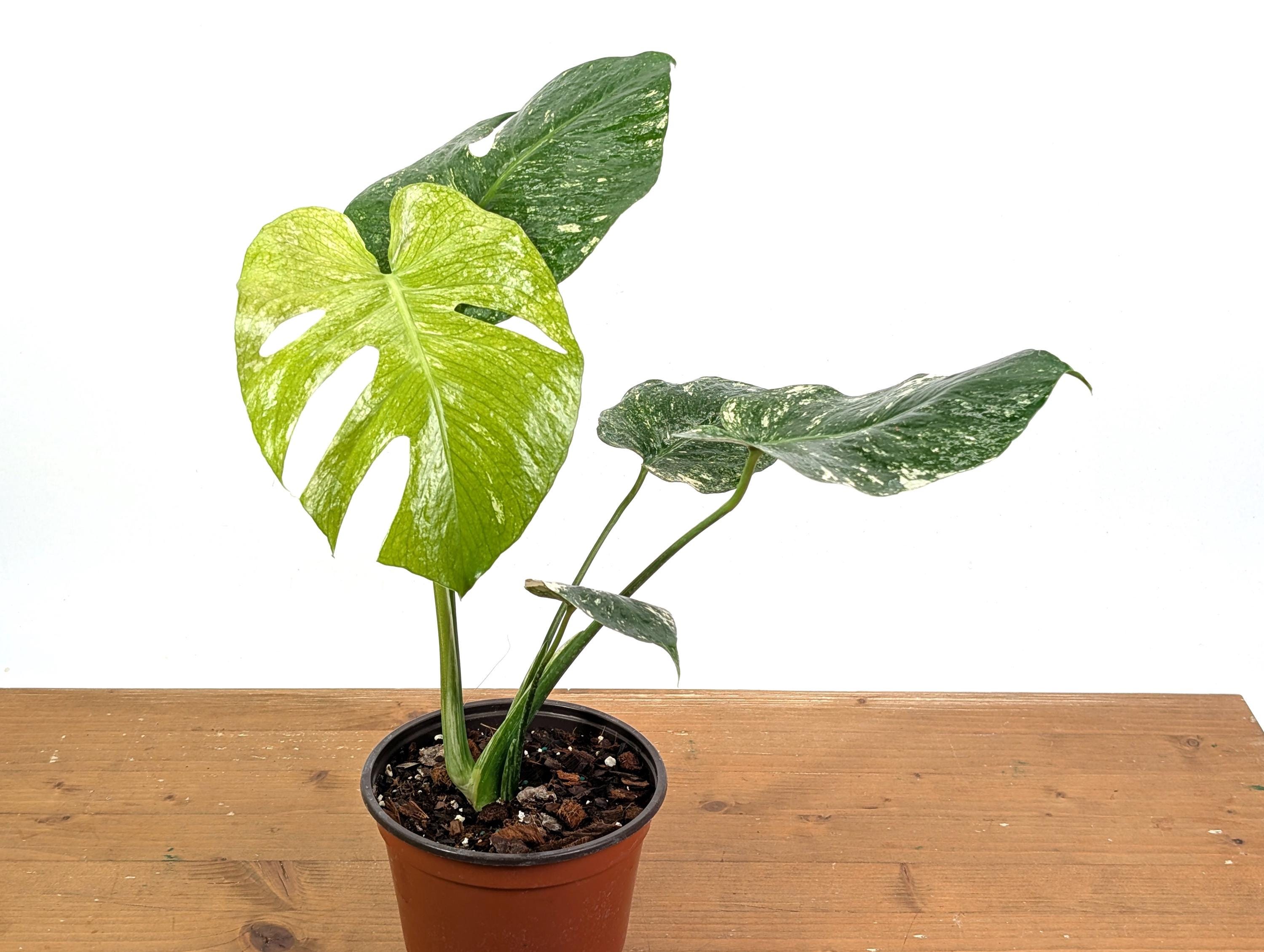 Monstera Deliciosa Mint Variegated - Multiple Pot Sizes - Etsy
