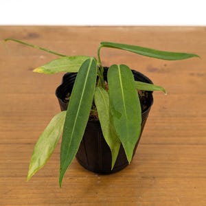 Anthurium Pallidiflorum - Strap Leaf Live Tropical Aroid Plant image 8