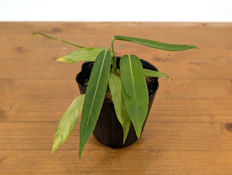 Anthurium Pallidiflorum - Strap Leaf Live Tropical Aroid Plant image 8