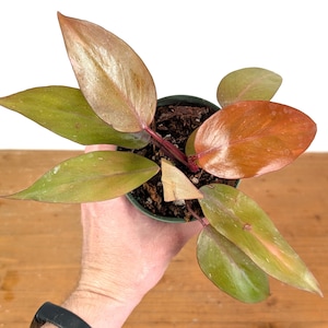 rubber tree ficus Variegated Rubber Plant Ficus Tineke - 6 Inch Pot