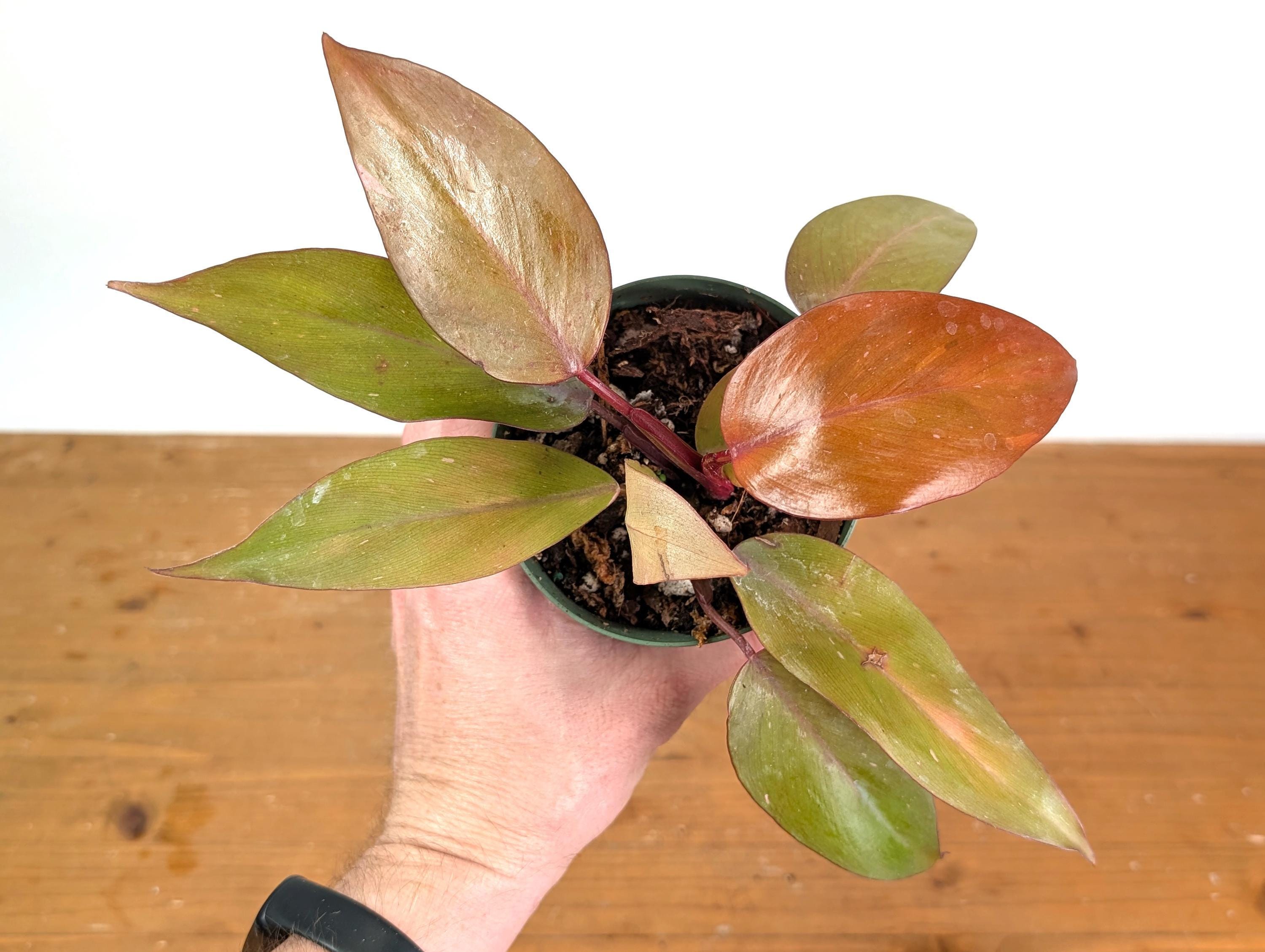 Philodendron Persimmon Princess Plant – Variegated Orange Pink