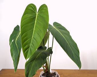 philodendron pedatum variegated Philodendron 'Pedatum' Variegated (wk19-G)  Rare Plant Fairy