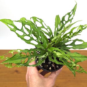Variegated Obliqua - Etsy