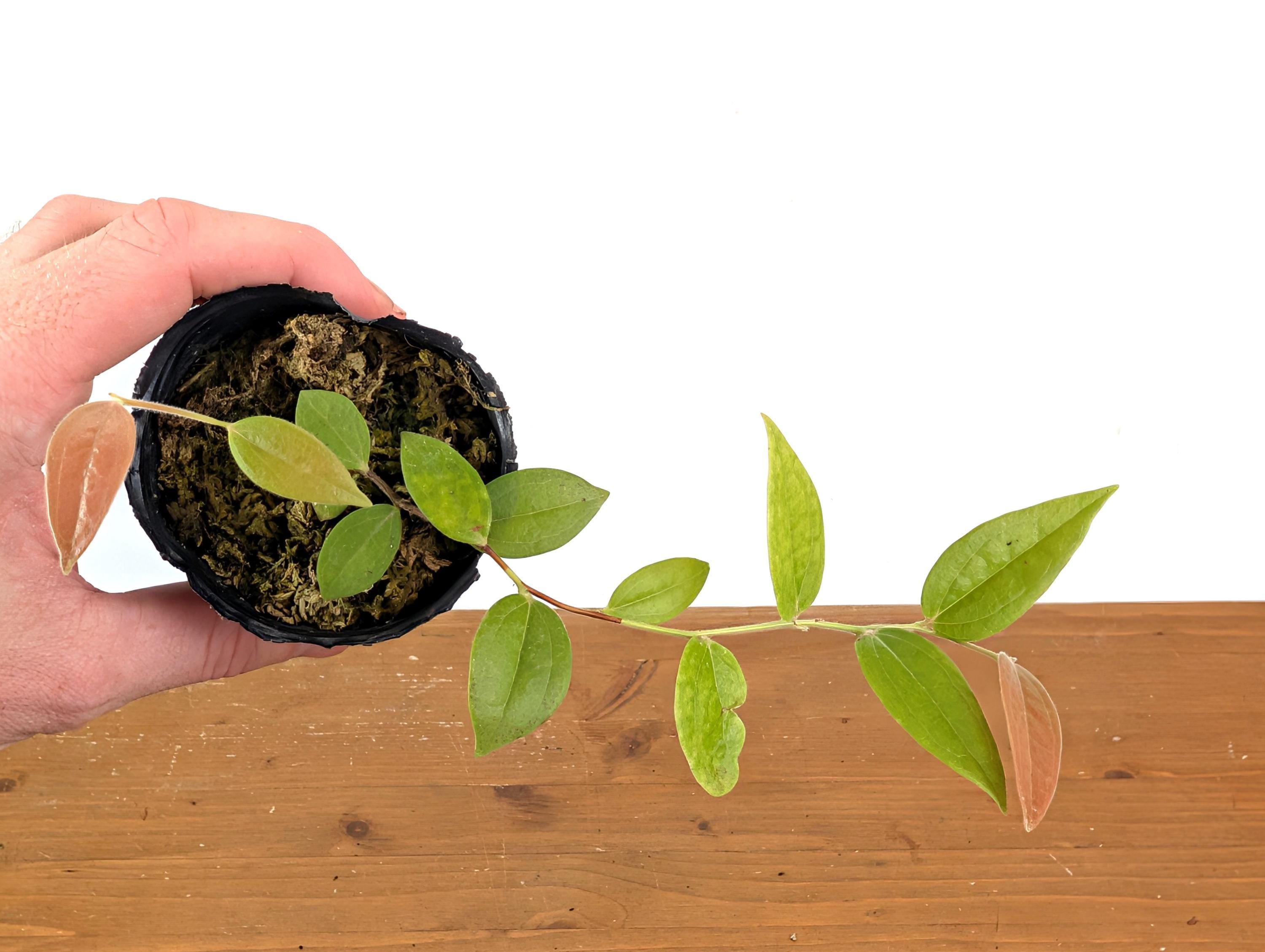 Ceratostema Lanigerum 'neotropical Blueberry' - Assorted 4 Inch