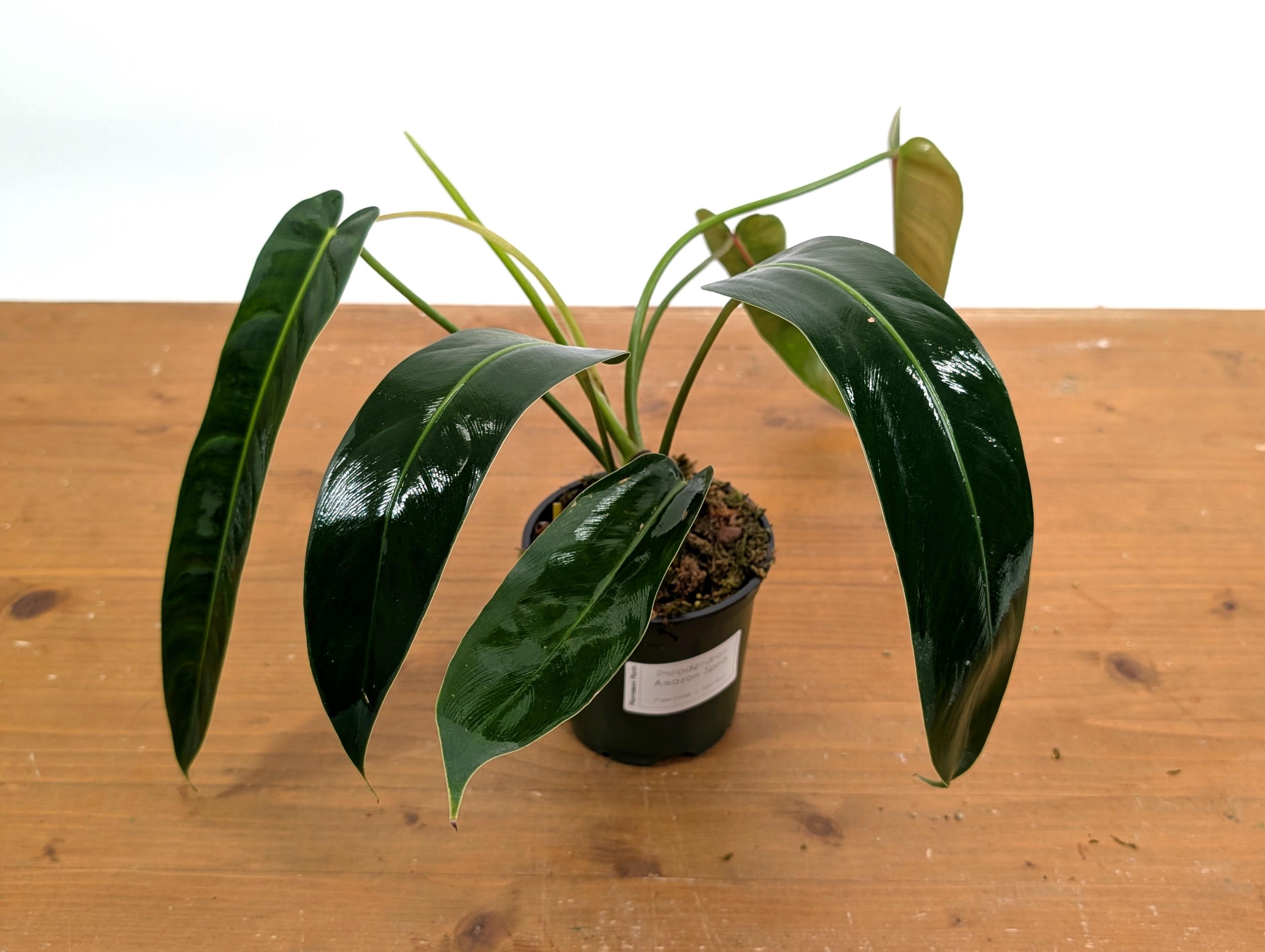 Philodendron Amazon Spirit (patriciae X Spiritus Sancti) - 4 Inch