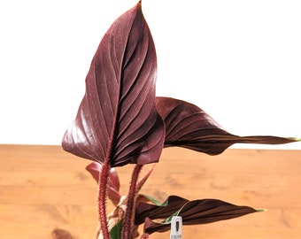 Philodendron squamicaule Pink - Grower's Choice