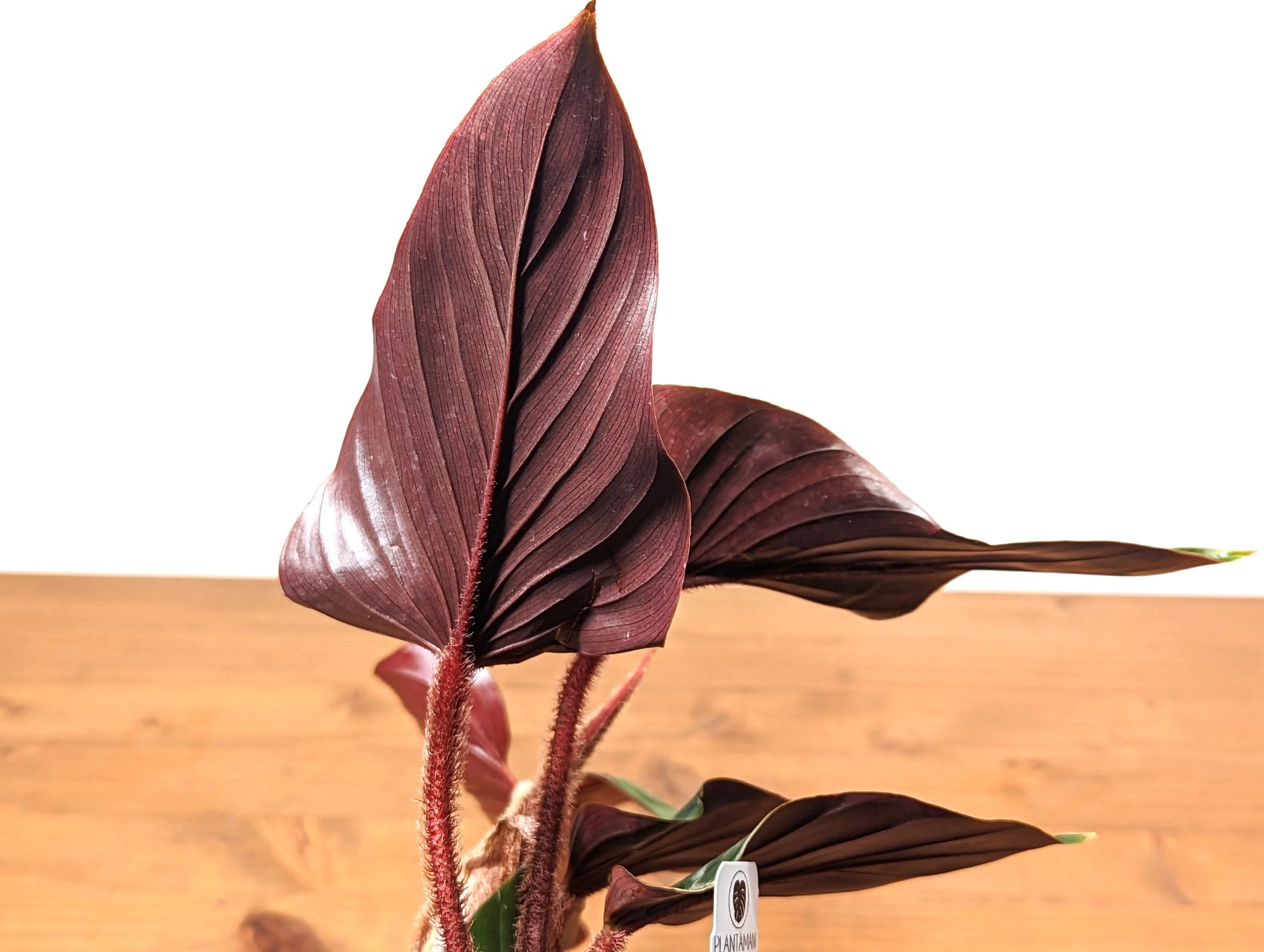 フィロデンドロン　スクアミカウレ　レッド　 squamicaule Philodendron Squamicaule 'Super Red' - LS Group