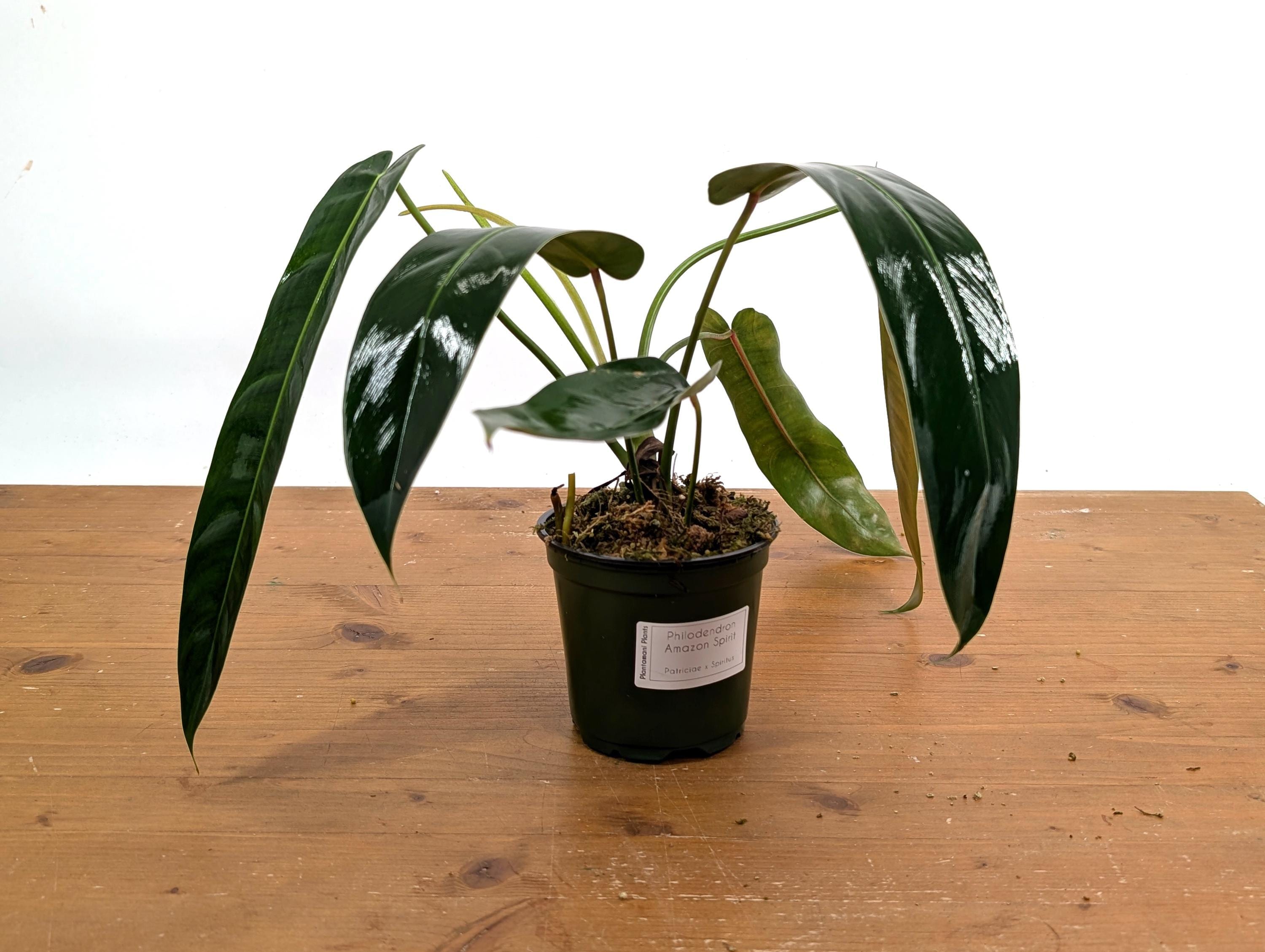 Philodendron Amazon Spirit (patriciae X Spiritus Sancti) - 4 Inch Pot - Etsy