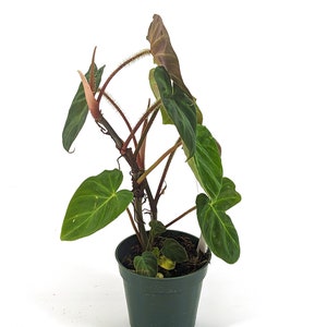 Variegated Philodendron Monkey Tail Fibrosum x Verrucosum Hybrid Each One is One of A Kind Seed Grown 4 inch pot image 2