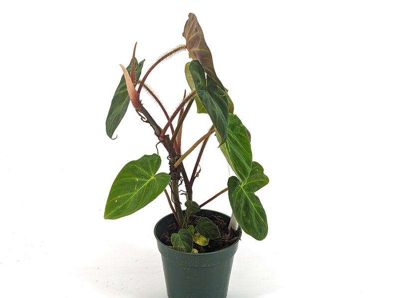 Variegated Philodendron Monkey Tail Fibrosum x Verrucosum Hybrid Each One is One of A Kind Seed Grown 4 inch pot image 2