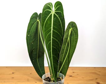 Anthurium Warocqueanum Queen Plant in 4 inch pot