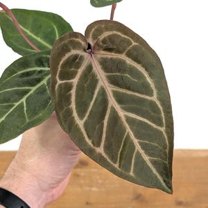 Anthurium Silver Blush X Michelle - Etsy