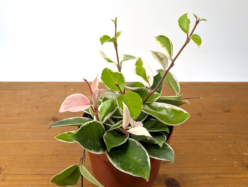 Plantamani Hoya Krimson Queen - Thumbnail 5