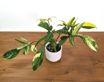 Philodendron Florida Beauty Variegated XL Exact 4" Plant #31C