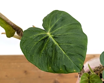 Philodendron Fibrosum  - Climbing Epiphyte Plants