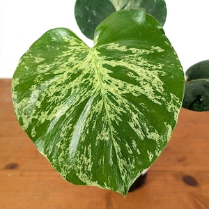 Monstera Bulbasaur - Exact Plant 4" Pot #28A