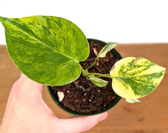 Monstera Yellow Marilyn / Monstera deliciosa 'Yellow Marilyn'