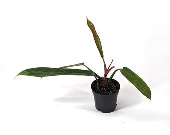 Philodendron bicolor Large Rooted Rare Aroid | 4 Inch Pot