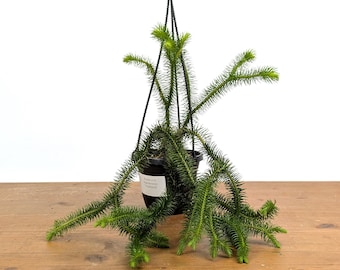 Huperzia Squarrosa 'Thailand' - Thailand Tassel Fern, Epiphytic Tropical Hanging Basket