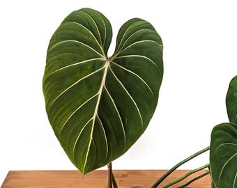 Philodendron Gloriosum - Live Exotic Tropical - 4 inch, 6 inch, and Gallon pots