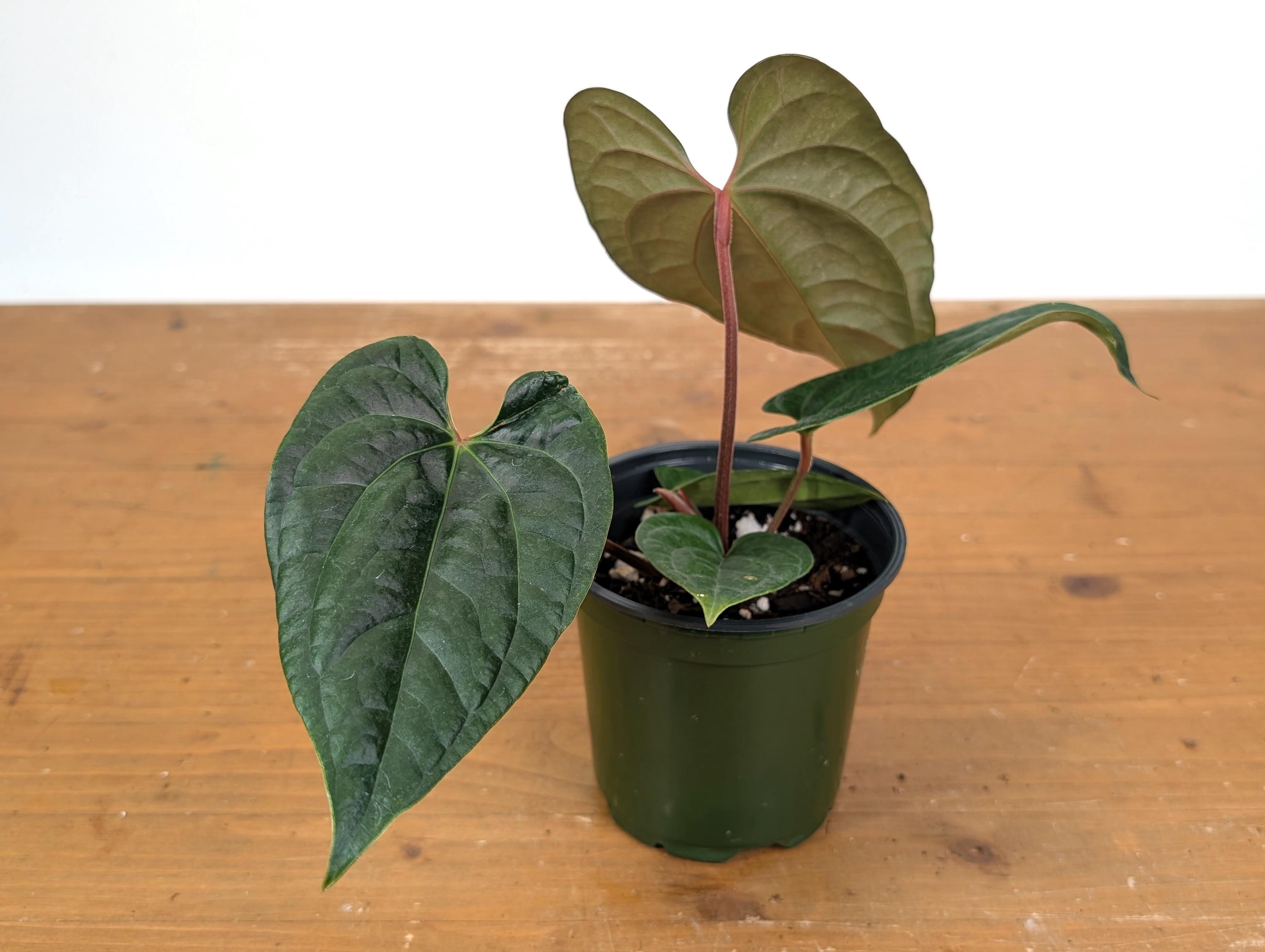 Anthurium Amazon Diamond - (A. Besseae Aff X A. Luxurians) - Etsy