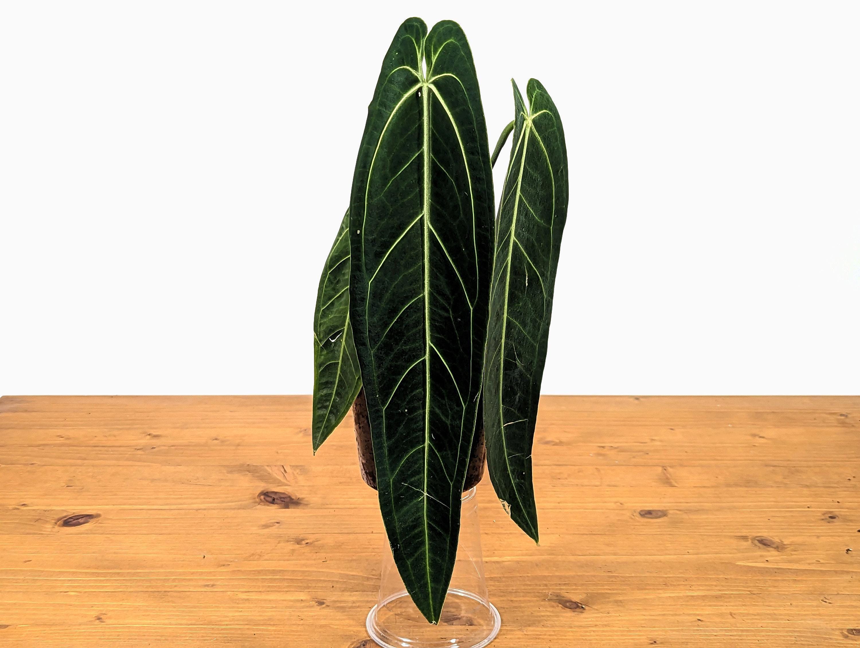 Anthurium Warocqueanum Queen - Mature Form With Leaves 6-12" Long - Etsy