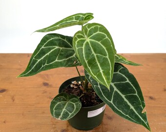 Anthurium Red Crystallinum X SKG Silver – Hybrid Velvet Leaf Aroid