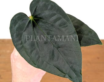 Scott Cohen Anthurium Antolakii (known as BVEP) X NSE Anthurium