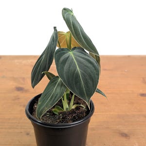 Philodendron Melanochrysum - Black Gold Live Houseplant image 6