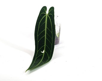 Queen Anthurium Warocqueanum Plant Imperfect/Rehab (0-2 leaves per plant)