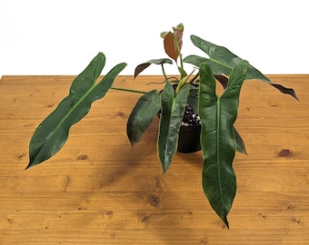 Philodendron Atabapoense in 4 Inch or 6 Inch Pot