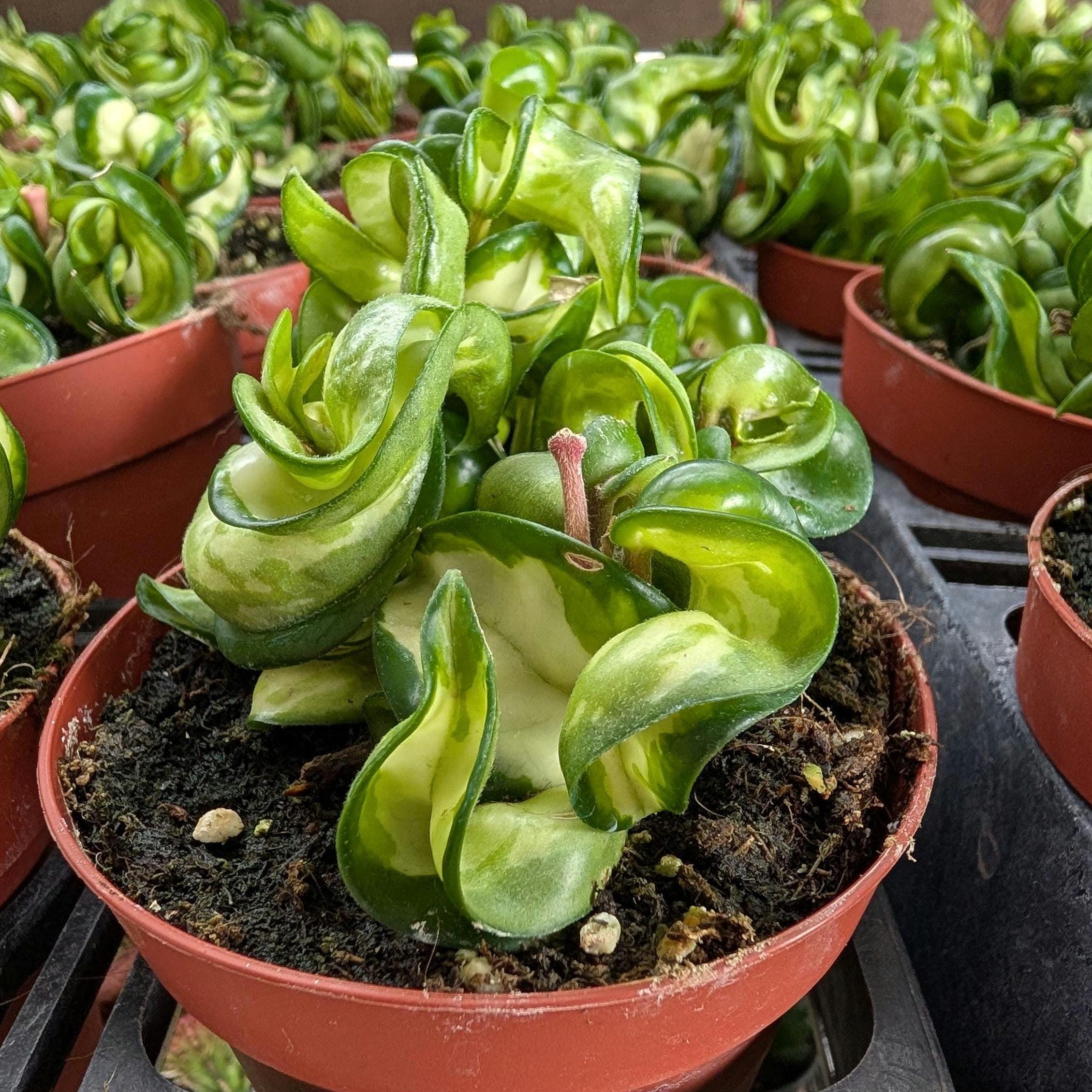 Rare Hoya Compacta Inner Variegated 'Mauna Loa' - 4 inch pot Variegated Hindu Rope - AKA Lura Lei Hoya 3" and 4" available