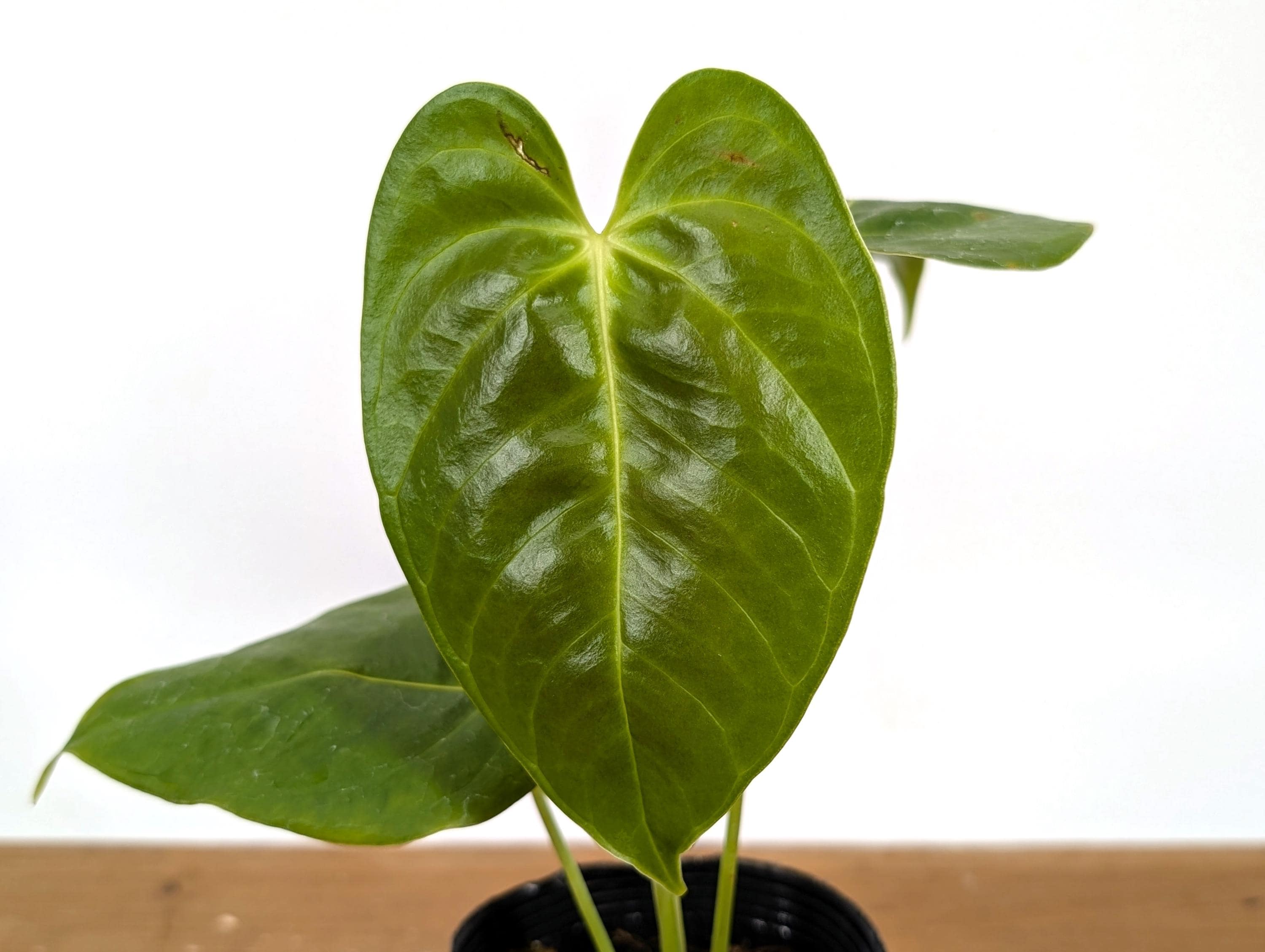 Anthurium Esmeraldense X Papillilaminum - Rare Collector Specimen - Etsy