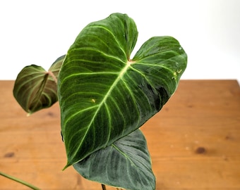 Philodendron Verrucosum Amazon Sunset. Starter. Rare Plant. Easy to Grow! -  Etsy