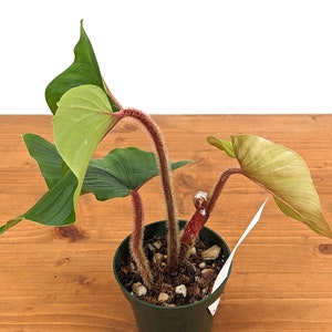 Philodendron Squamicaule live plant with Hairy Petioles 4 inch pot image 3