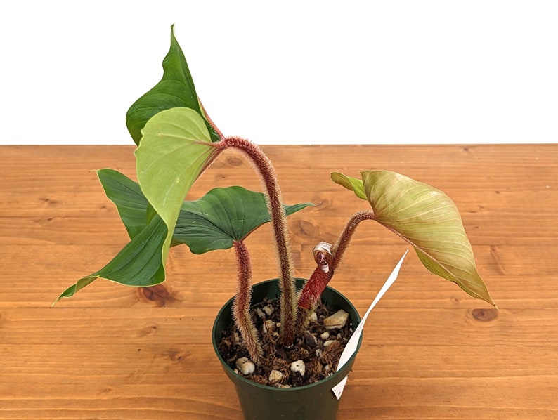 Philodendron Squamicaule live plant with Hairy Petioles 4 inch pot image 3