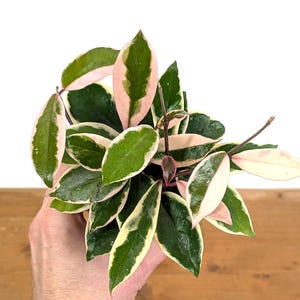 Hoya Flamingo Dream (Purple Pride) - Carnosa Sport Variety in 4 Inch Pots - Keeps its Pink Leaves!