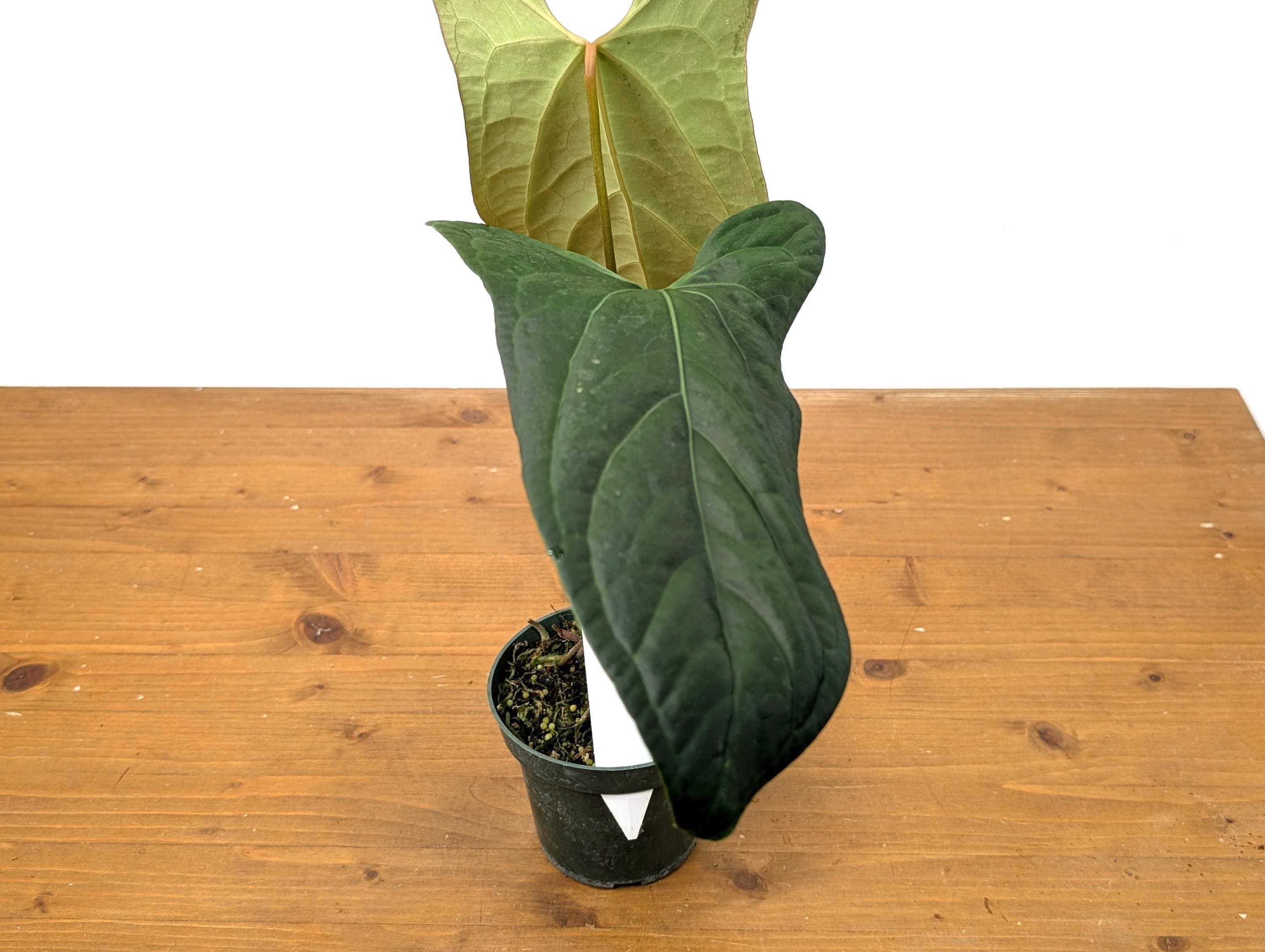 Anthurium Crystallinum X Pinkleyi 'rabbit Ears' - Live Houseplant in 4 Inch  Pot - Etsy
