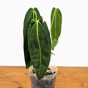 K&ouml;nnte beinhalten: Eine gr&uuml;ne Anthurium-Pflanze mit gro&szlig;en, herzf&ouml;rmigen Bl&auml;ttern, die in einem kleinen Plastiktopf w&auml;chst.