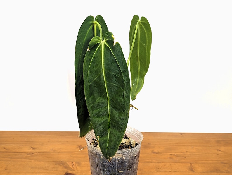 K&ouml;nnte beinhalten: Eine gr&uuml;ne Anthurium-Pflanze mit gro&szlig;en, herzf&ouml;rmigen Bl&auml;ttern, die in einem kleinen Plastiktopf w&auml;chst.
