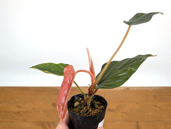 Philodendron Squamicaule Pink - Grower's Choice - Etsy